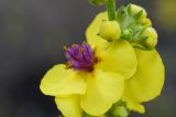 Verbascum marschallianum