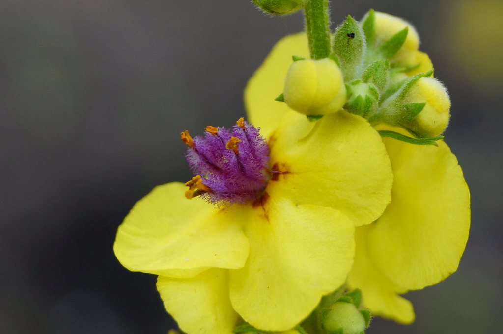 Image of Verbascum marschallianum specimen.