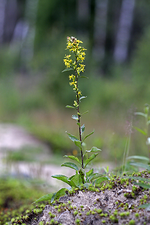 Image of Solidago virgaurea specimen.