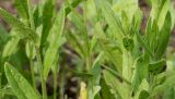 Camelina sativa