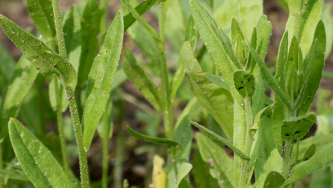 Изображение особи Camelina sativa.