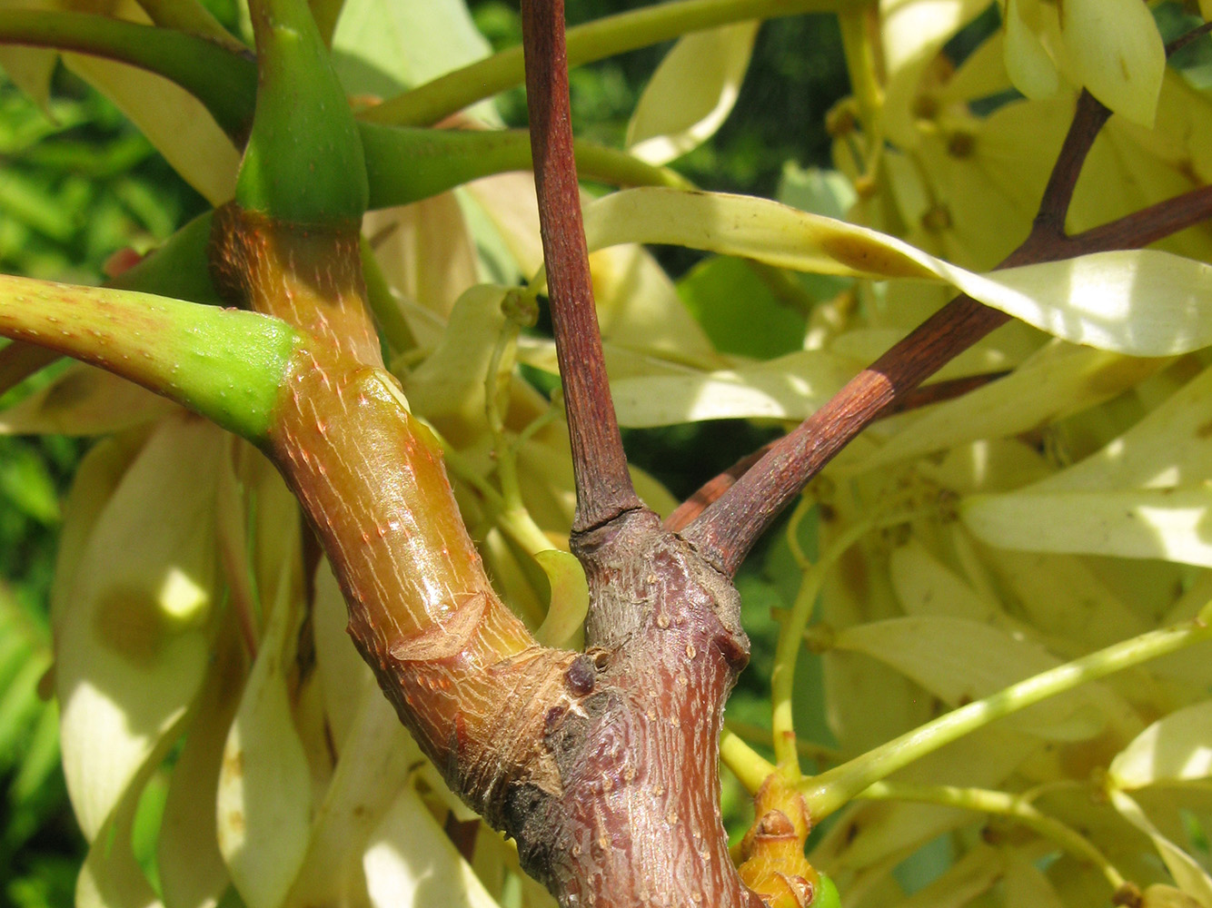 Изображение особи Ailanthus altissima.