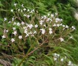 Valeriana alternifolia. Часть соцветия с цветками и завязавшимися плодами. Хабаровский край, Ванинский р-н, бухта Сизиман, разнотравно-злаковый луг на приморском склоне. 10.08.2013.