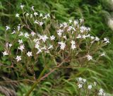 Valeriana alternifolia