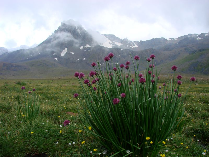 Image of Allium kaufmannii specimen.