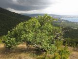 Quercus petraea. Плодоносящее дерево на склоне горы. Краснодарский край, окр. г. Геленджик, прибрежная гора, каменистый склон. 24.08.2013.