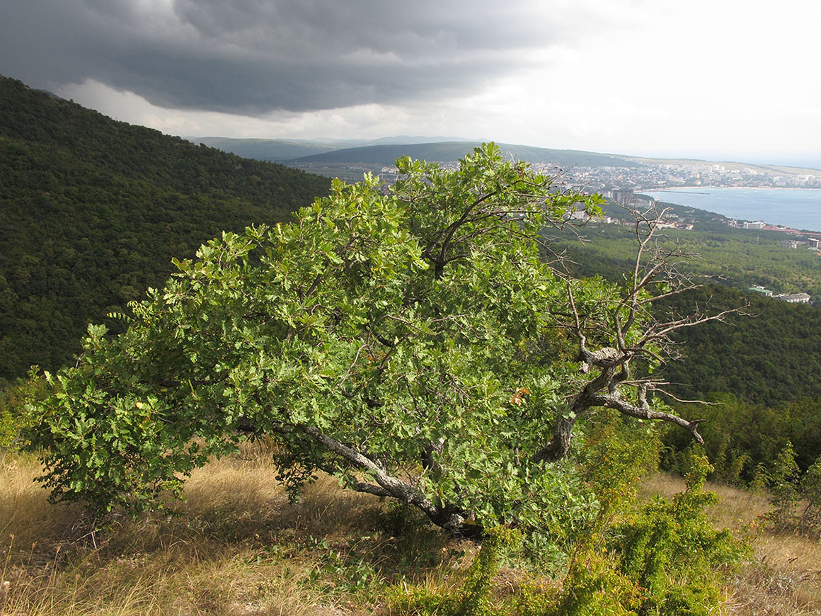 Image of Quercus petraea specimen.