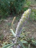 Elsholtzia densa