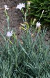 Dianthus gratianopolitanus