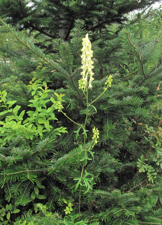 Image of Aconitum kirinense specimen.