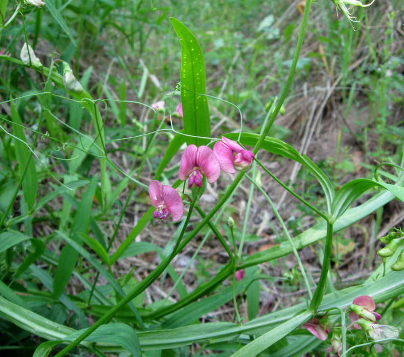 Изображение особи Lathyrus sylvestris.