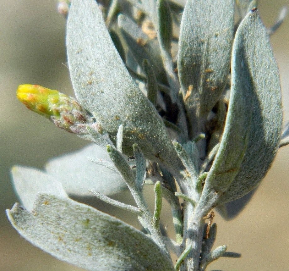 Image of Galatella villosa specimen.