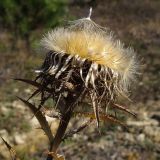 Carlina biebersteinii