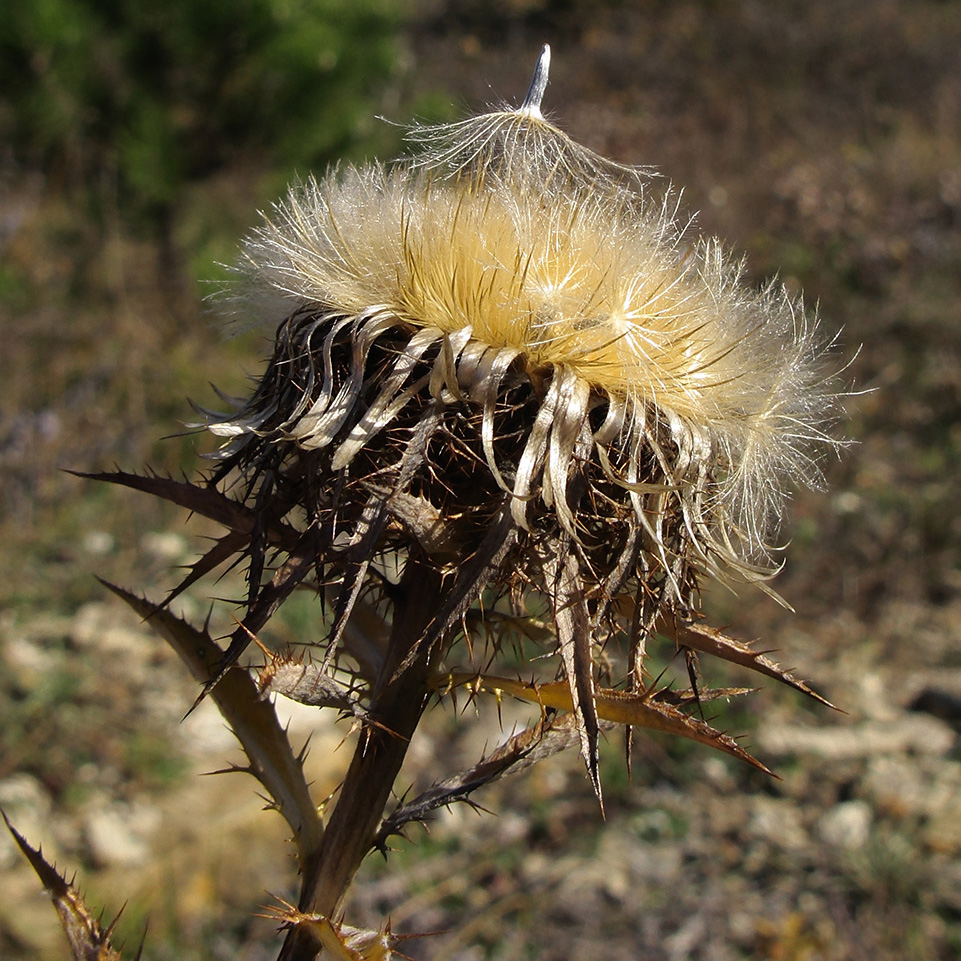 Изображение особи Carlina biebersteinii.