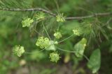 Bupleurum подвид aureum