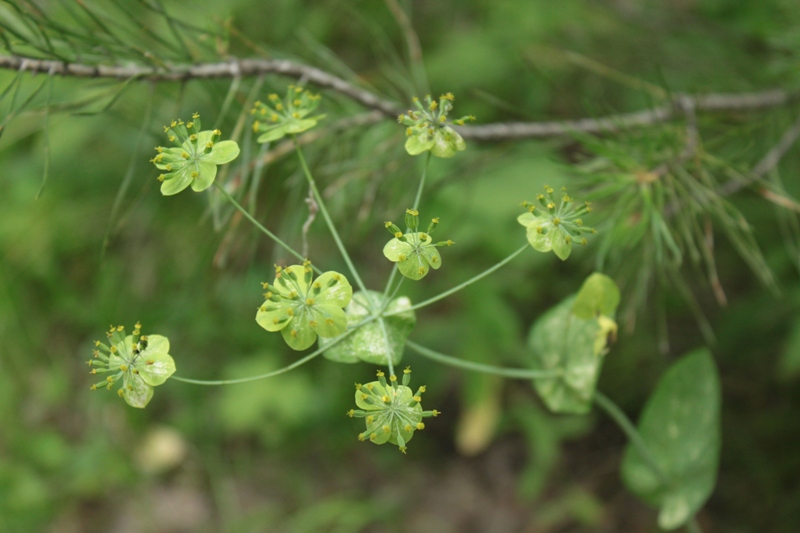 Изображение особи Bupleurum longifolium ssp. aureum.