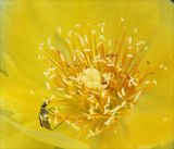 Image of taxon representative. Author is Михаил Лучкин