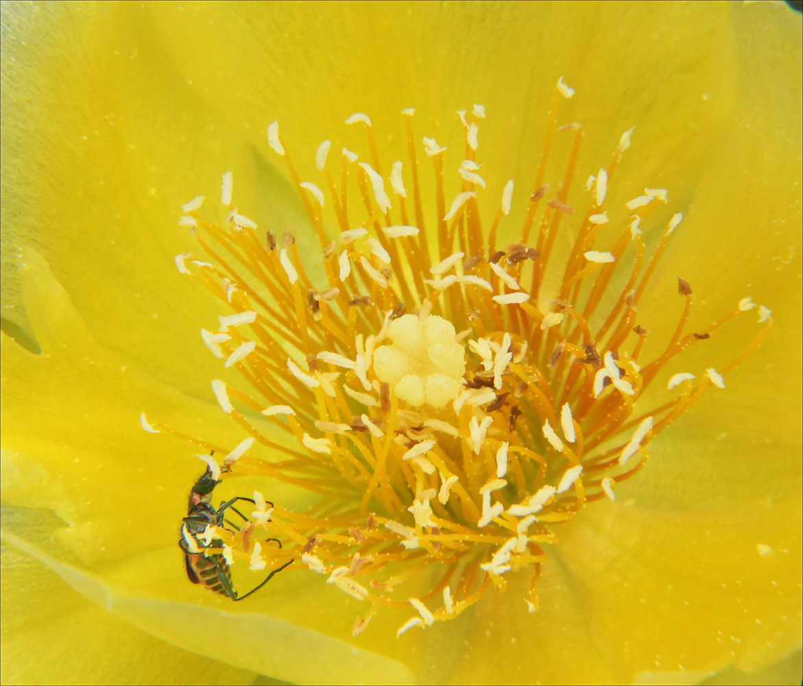 Image of Opuntia humifusa specimen.