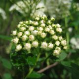 Spiraea trichocarpa