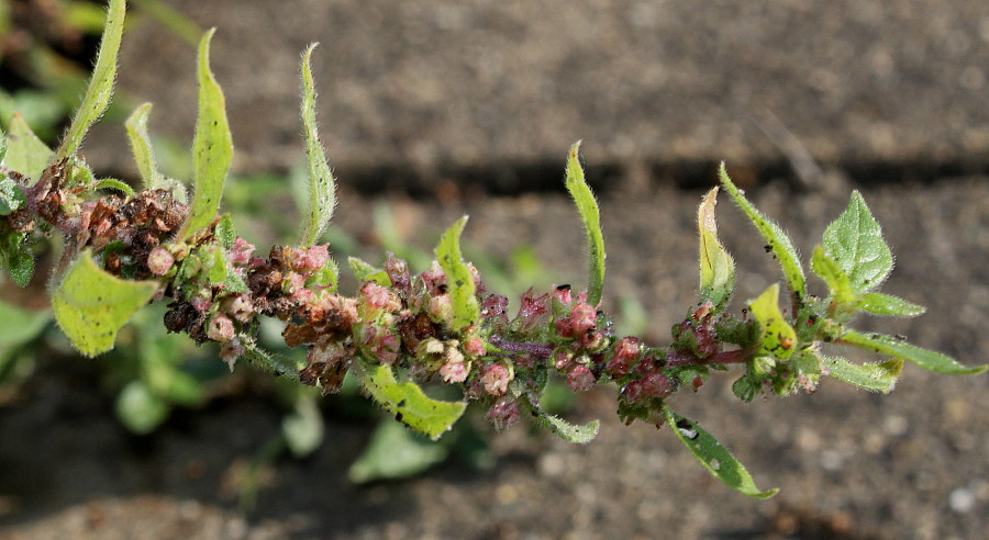 Image of Parietaria judaica specimen.