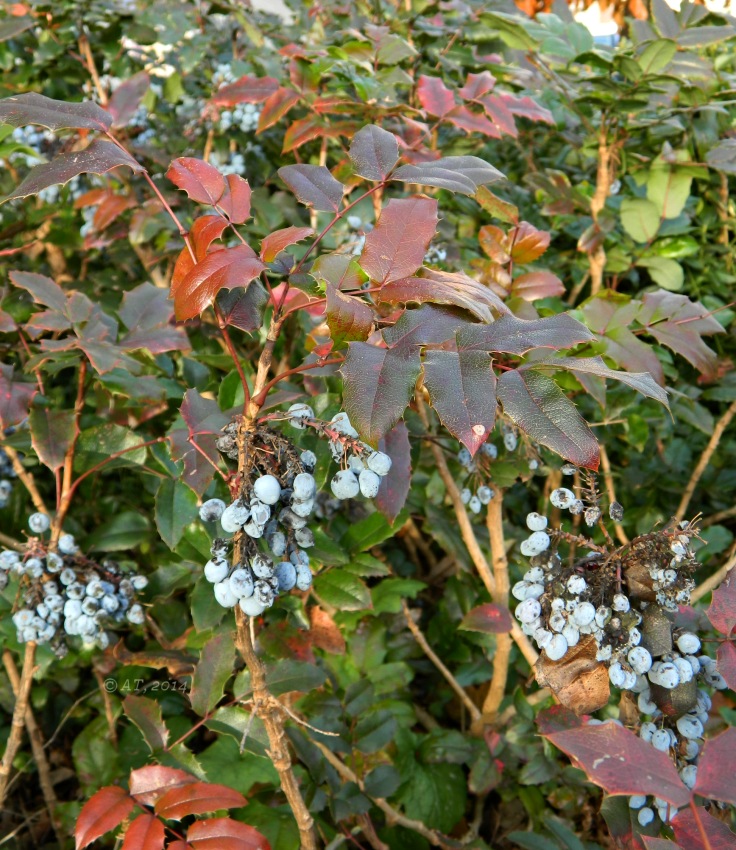 Изображение особи Mahonia aquifolium.