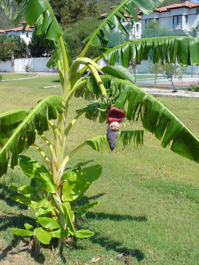 Изображение особи Musa acuminata.