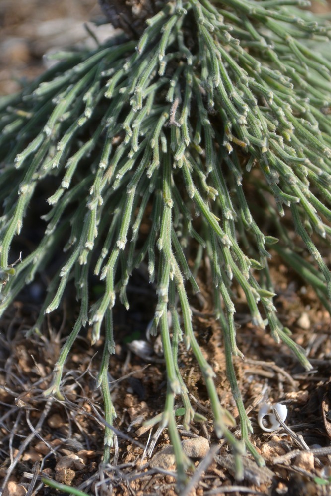 Image of genus Genista specimen.