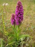 Dactylorhiza majalis. Цветущие растения на сыром лугу. Нидерланды, провинция Гронинген, национальный парк Lauwersmeer. Июнь 2006 г.