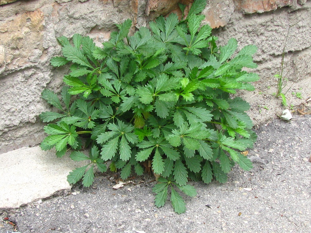 Изображение особи род Potentilla.