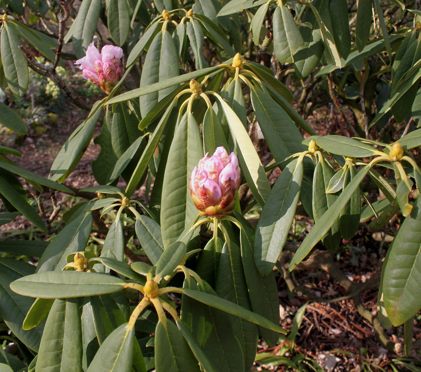 Image of Rhododendron calophytum specimen.