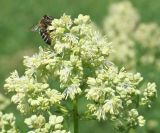 Thalictrum flavum. Верхушка соцветия. Восточный Казахстан, Уланский р-н, окр. с. Украинка. 06.07.2008.