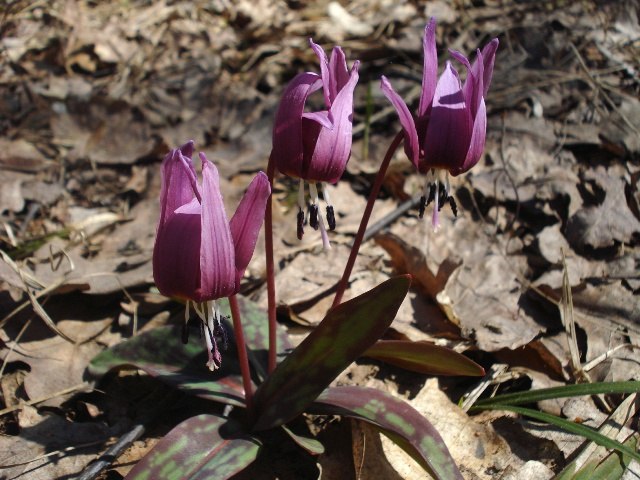 Изображение особи Erythronium dens-canis.