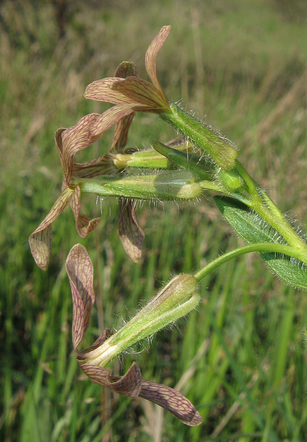 Image of Hesperis tristis specimen.