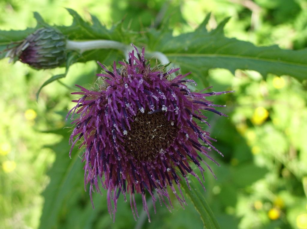 Image of Cirsium maackii specimen.