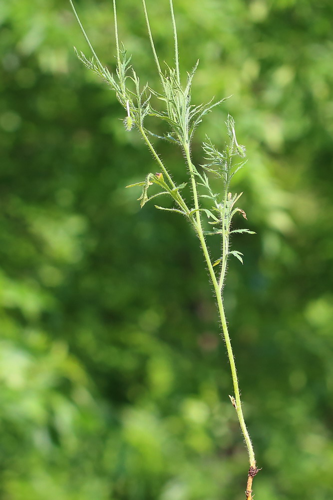 Image of Papaver stevenianum specimen.