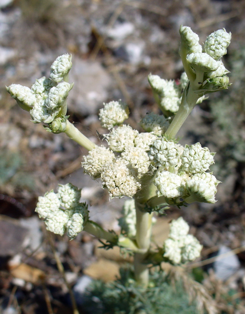 Image of Seseli dichotomum specimen.