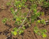 Potentilla supina