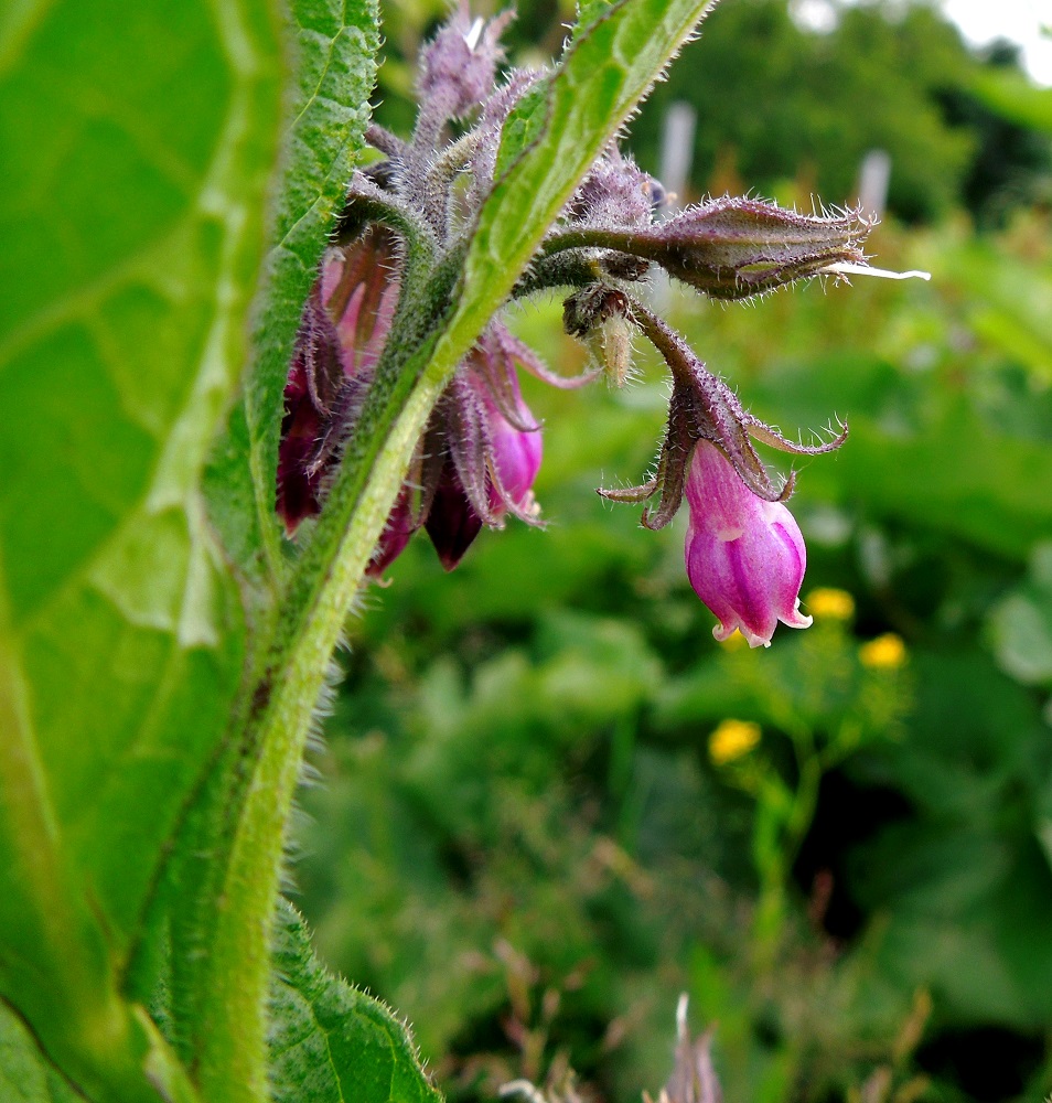 Image of Symphytum officinale specimen.