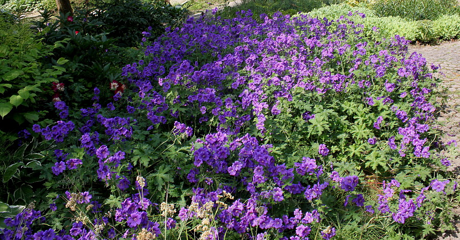 Image of Geranium × magnificum specimen.
