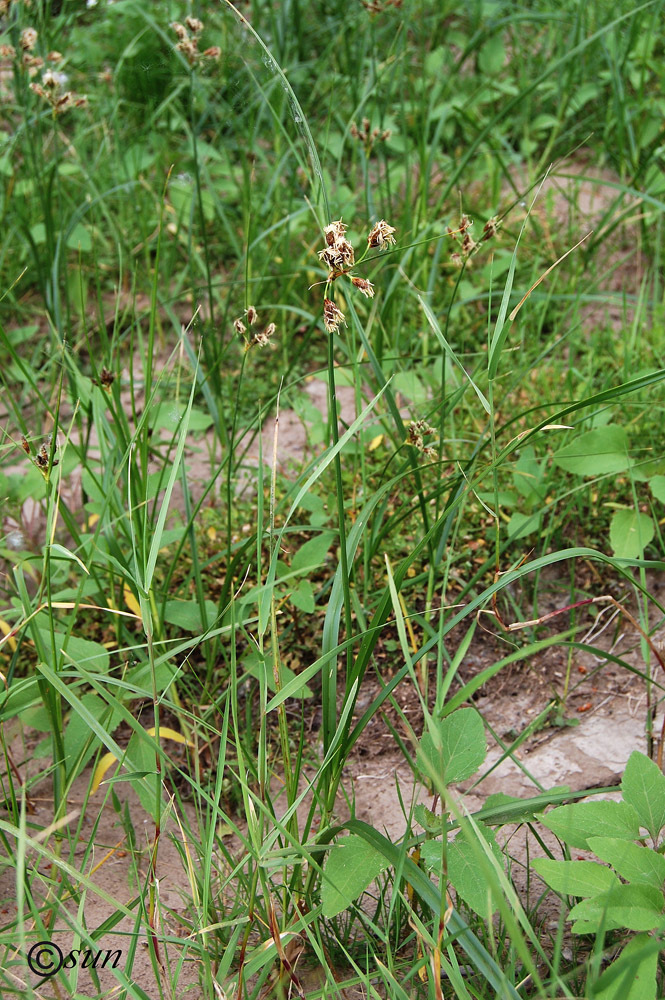 Image of Bolboschoenus planiculmis specimen.