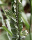 Centaurea solstitialis