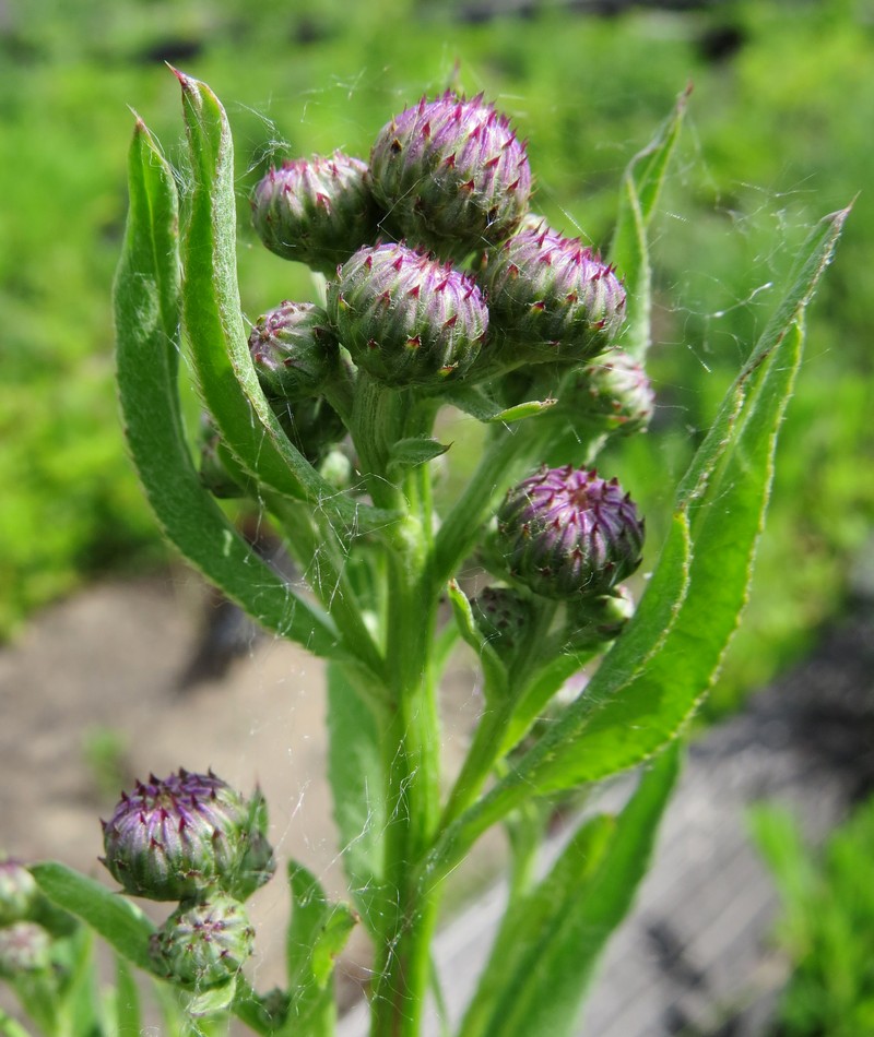 Image of Cirsium setosum specimen.