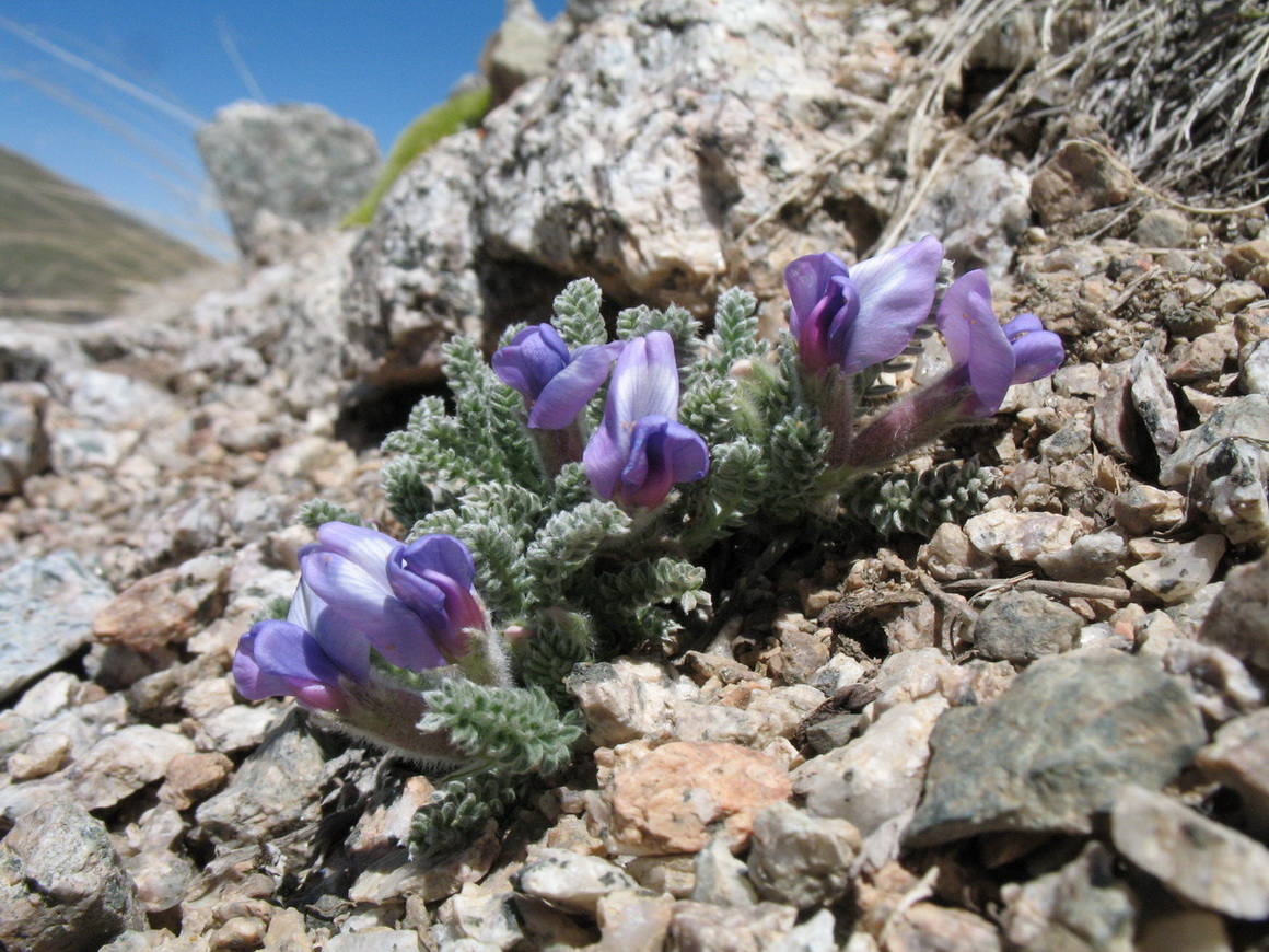 Изображение особи Oxytropis chionobia.