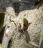 Ficus elastica