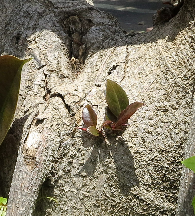 Image of Ficus elastica specimen.