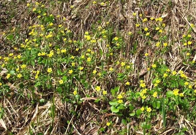 Image of Ranunculus monophyllus specimen.