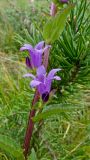 Campanula glomerata