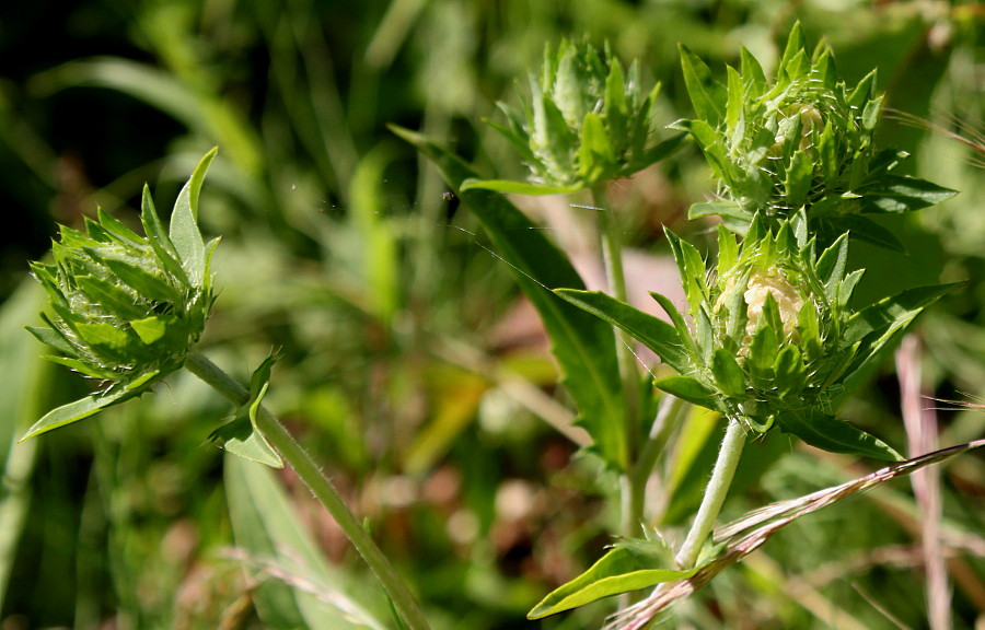 Image of Stokesia laevis specimen.