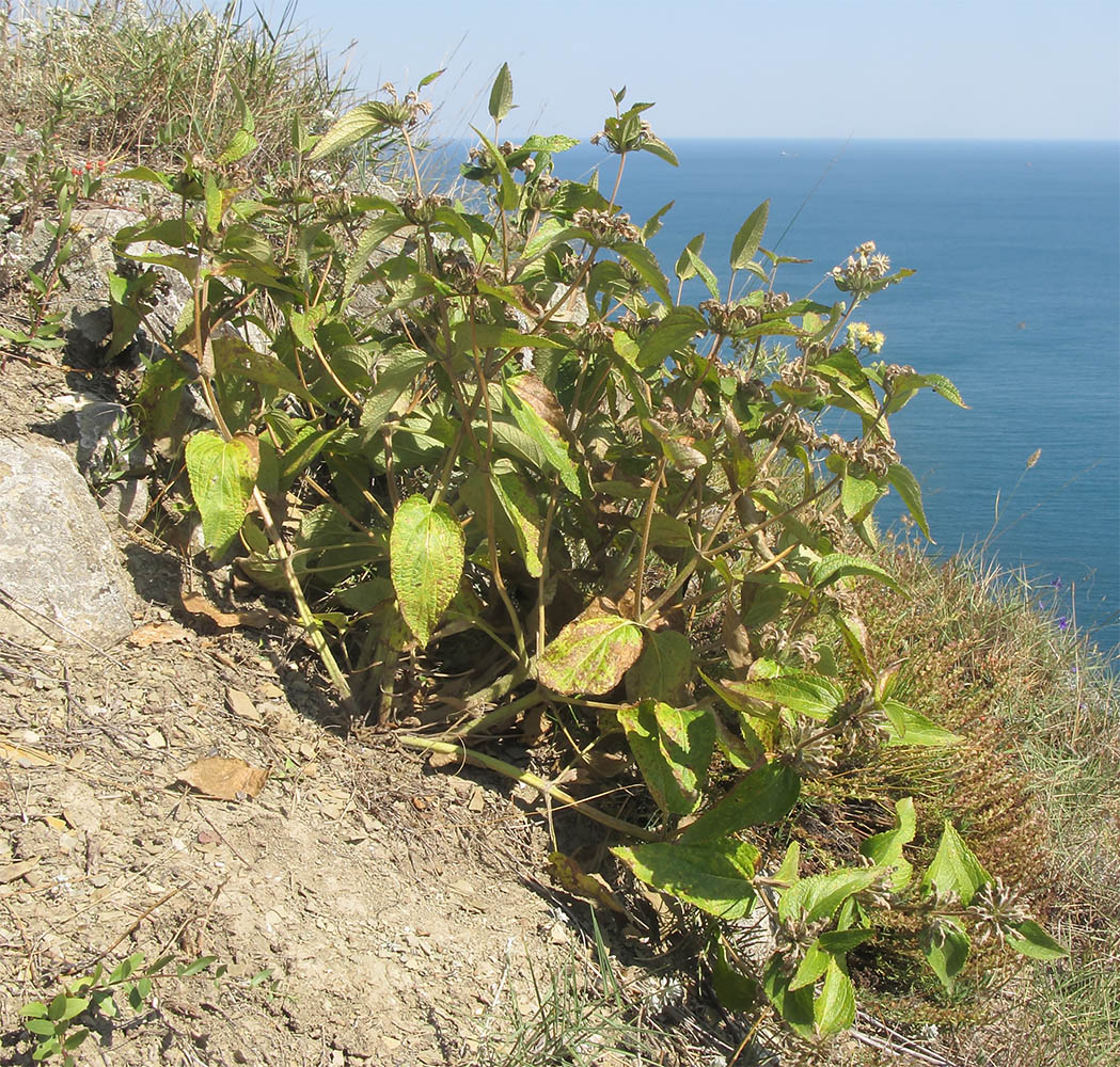 Image of Phlomis taurica specimen.