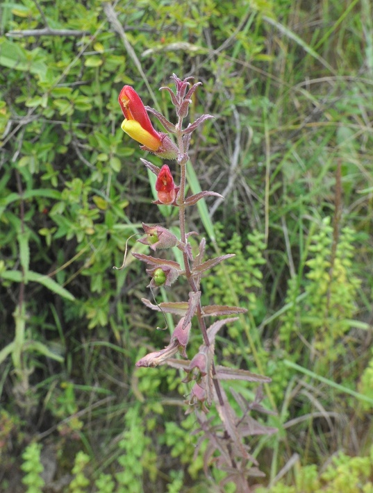 Изображение особи Bartsia camporum.